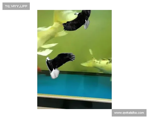 戴资颖亮相台湾宠物展览 分享珍贵宠物鱼养护经验引关注 戴资颖亮相台湾宠物展览 分享珍贵宠物鱼养护经验引关注